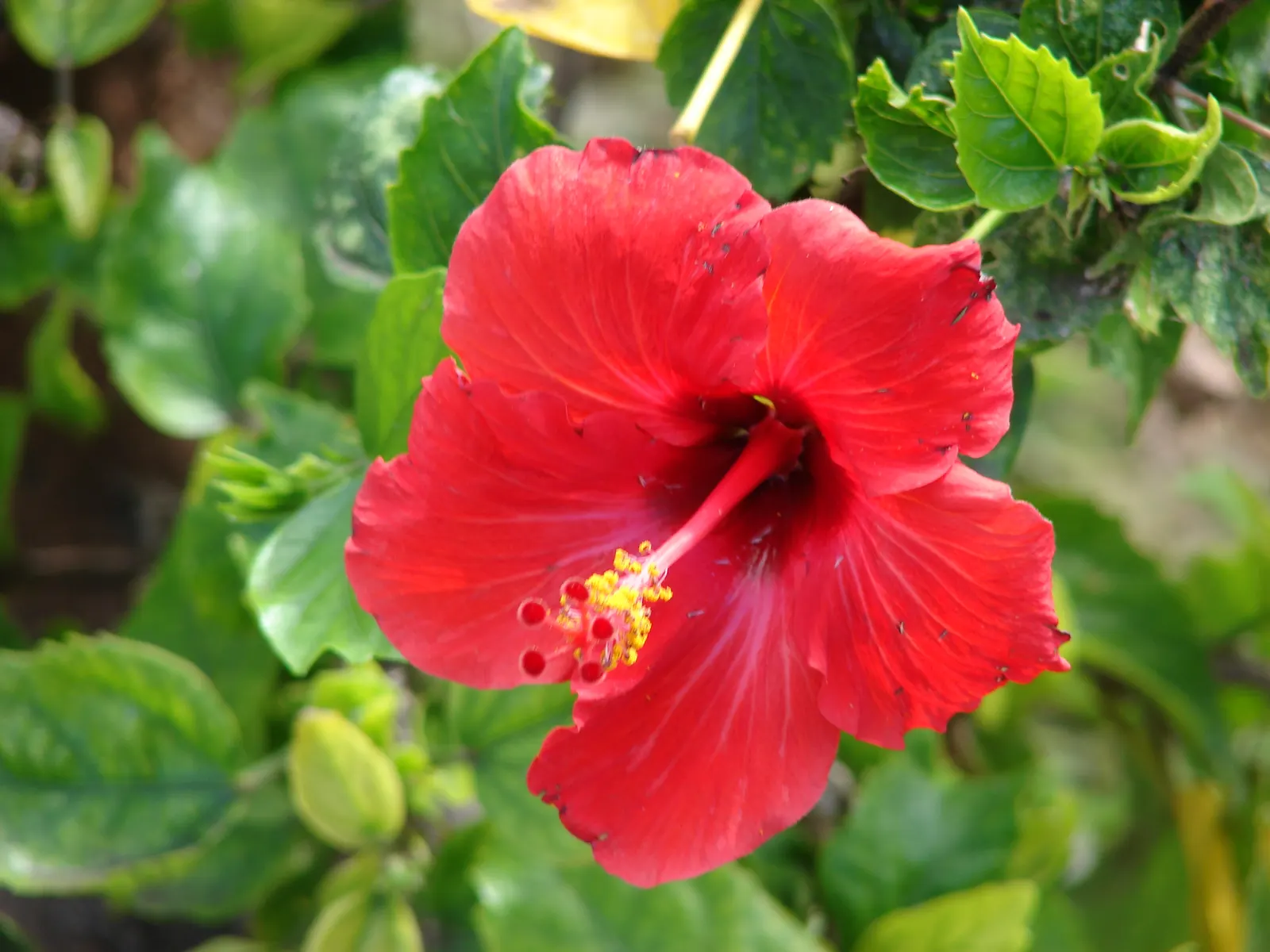 Brilliant Hibiscus (Hibiscus Rosa-Sinensis 'Brilliant') — shrub with red blooms; it requires well-draining soil with moderate moisture and benefits, image 68