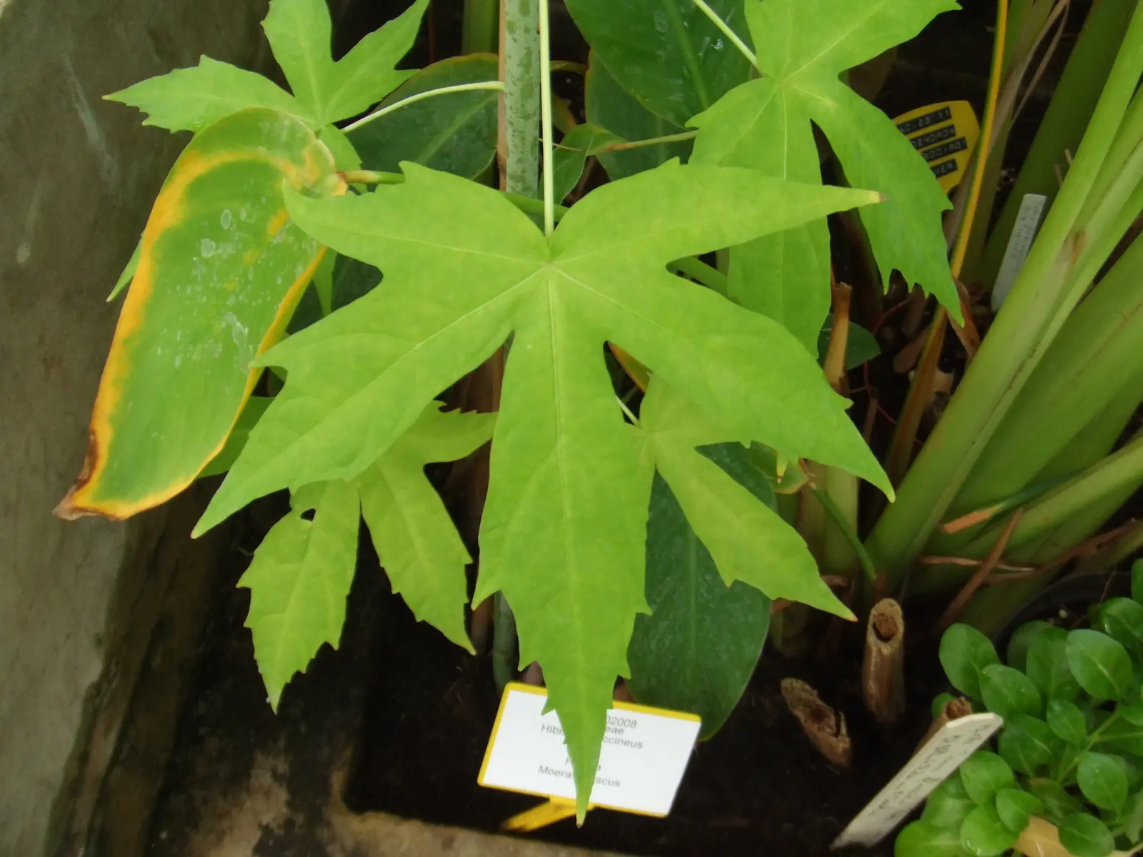 Brilliant Hibiscus (Hibiscus Rosa-Sinensis 'Brilliant') — Clients will appreciate this low-maintenance; the Brilliant Hibiscus can be used as a, image 65