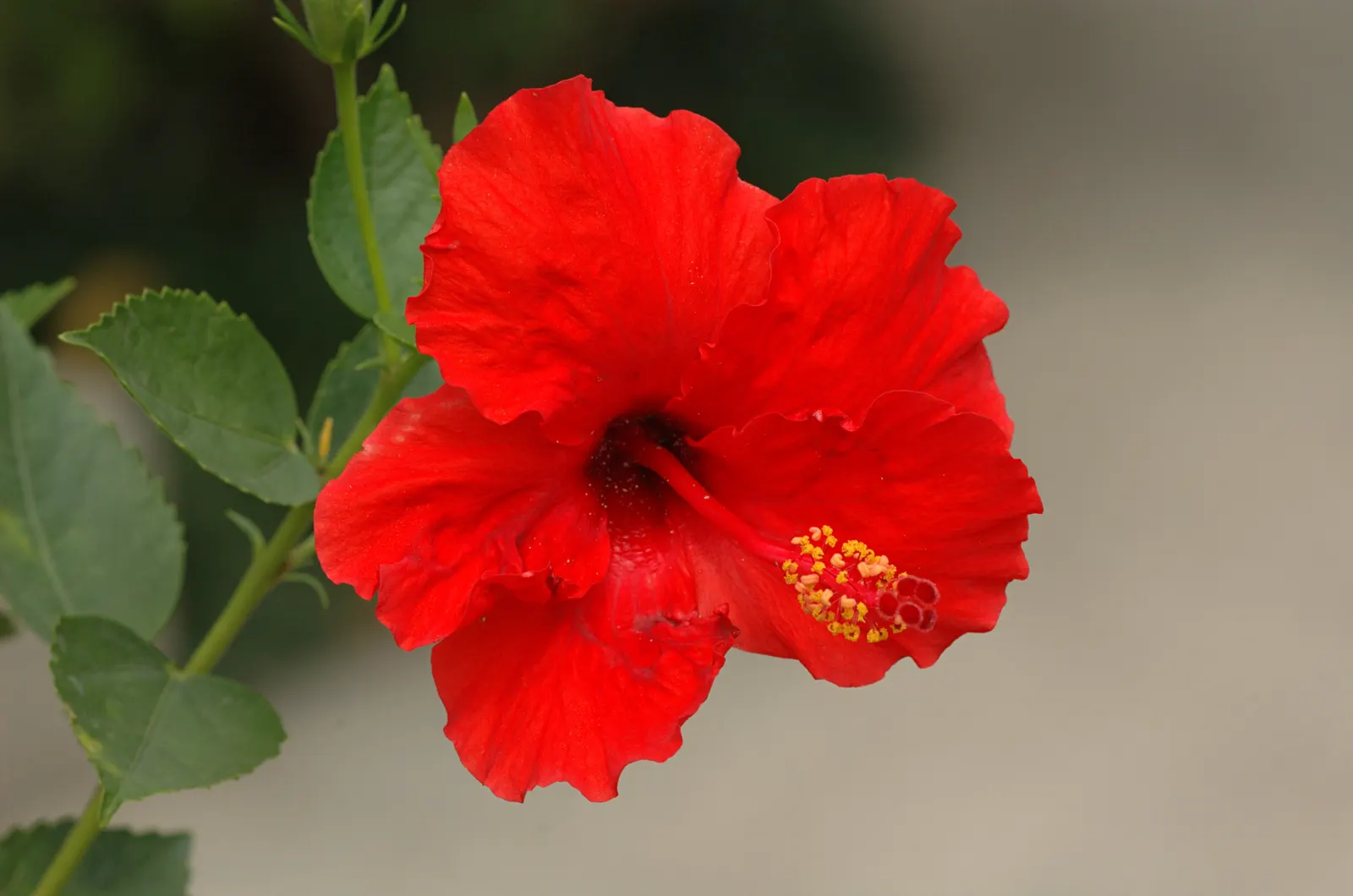 Brilliant Hibiscus (Hibiscus Rosa-Sinensis 'Brilliant') — Preferring well-drained, fertile soil, it requires regular watering with moderate drought, image 72