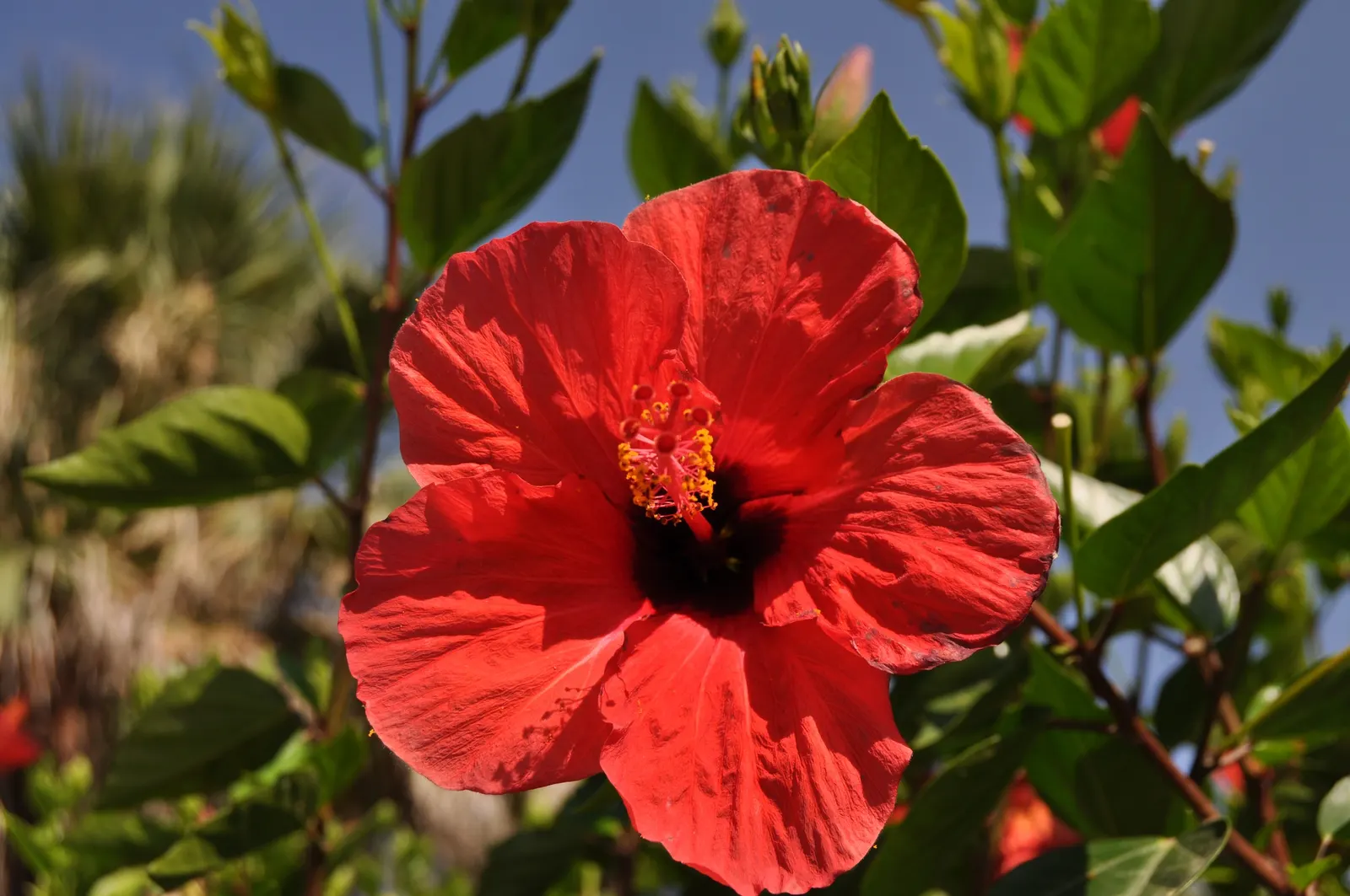 Brilliant Hibiscus (Hibiscus Rosa-Sinensis 'Brilliant') — This variety thrives in USDA Hardiness Zones 9 to 11