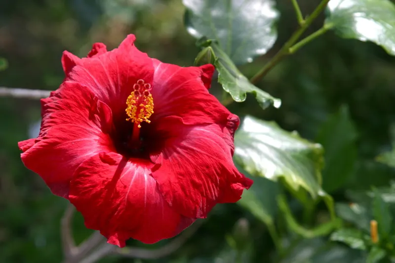 Brilliant Hibiscus (Hibiscus Rosa-Sinensis 'Brilliant') — This evergreen shrub reaches 4-8 feet high and 5-7 feet wide, flourishing in full sun to partial
