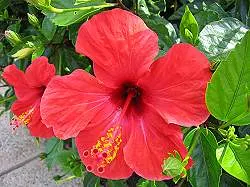 Brilliant Hibiscus (Hibiscus Rosa-Sinensis 'Brilliant') — which can last from spring until fall in the right conditions; creating a striking display against