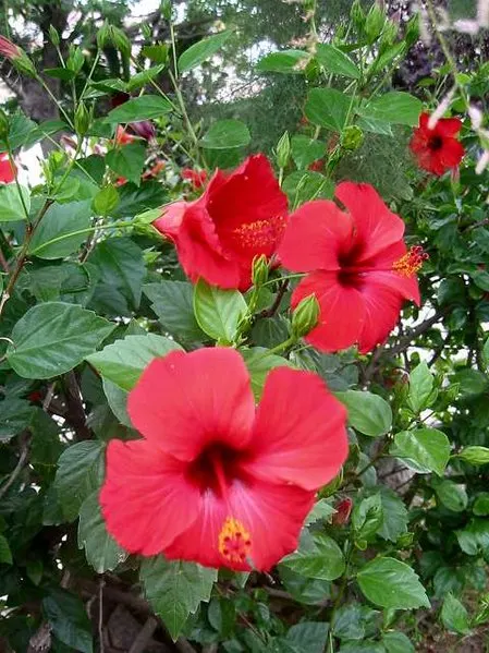 Brilliant Hibiscus (Hibiscus Rosa-Sinensis 'Brilliant') — the Brilliant Hibiscus can be used as a standalone focal point