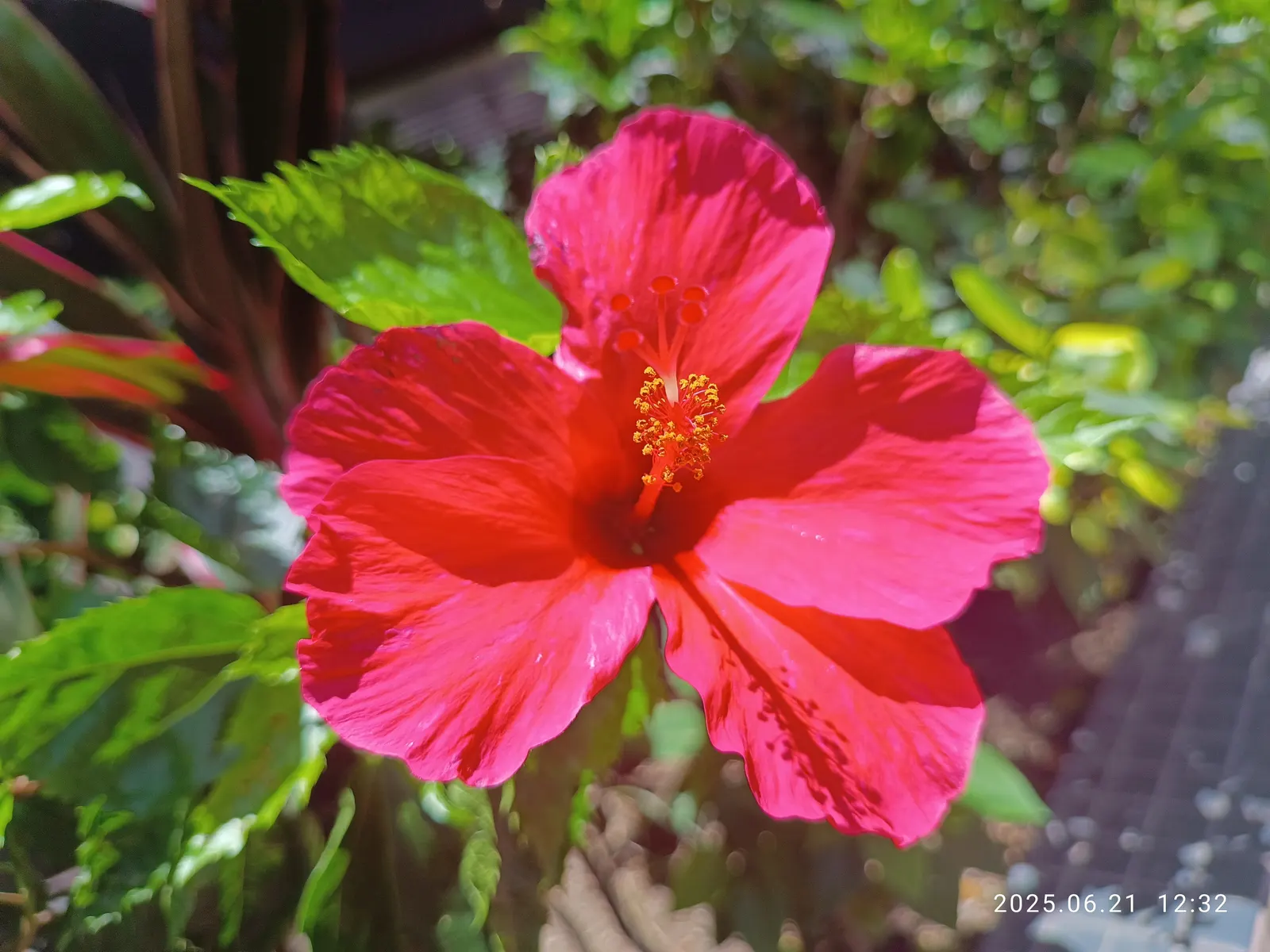 Brilliant Hibiscus (Hibiscus Rosa-Sinensis 'Brilliant') — creating a striking display against the dark green; each blossom can span approximately 4, image 54