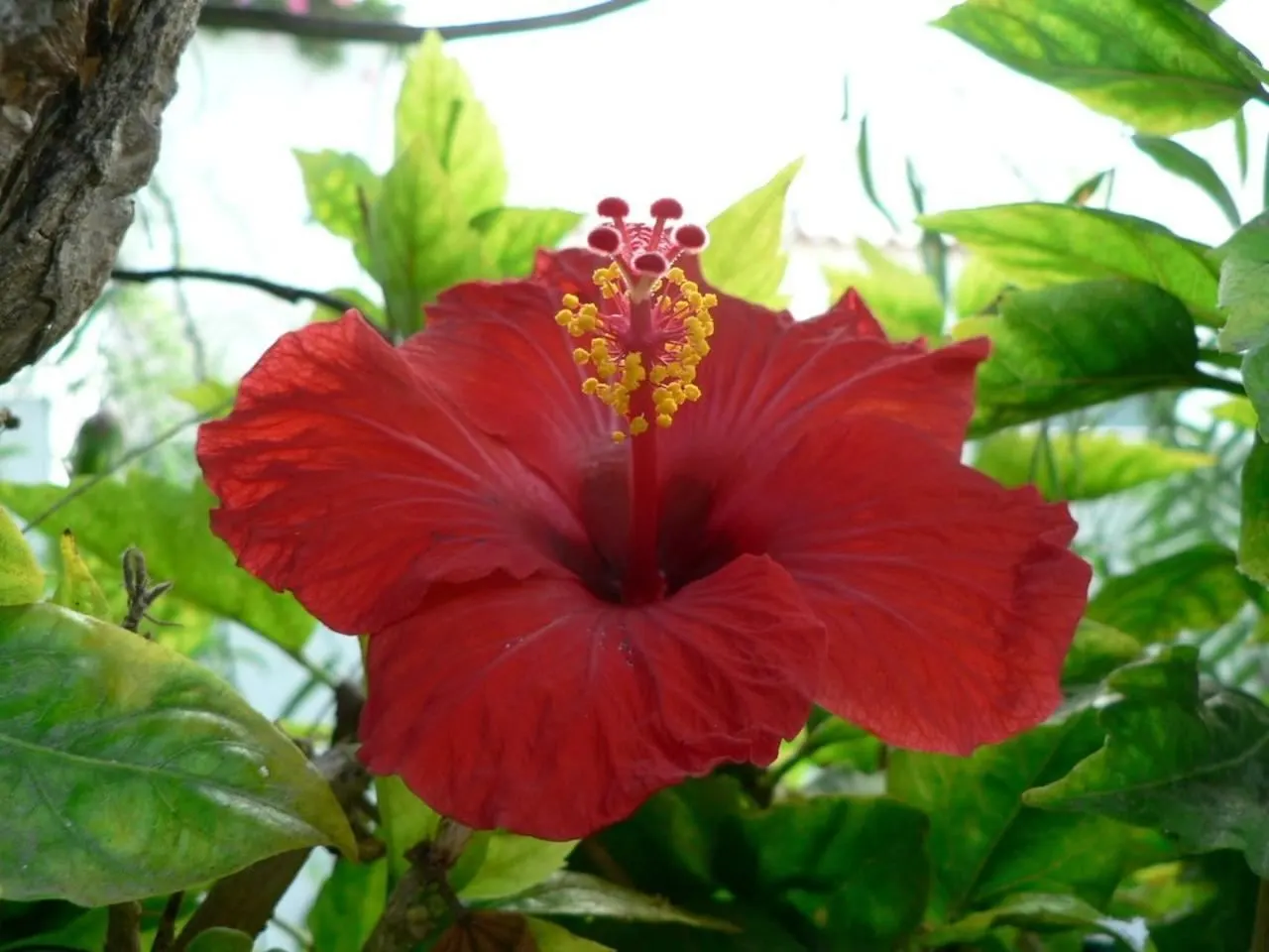Brilliant Hibiscus (Hibiscus Rosa-Sinensis 'Brilliant') — especially during dry spells.<br><br>Reaching a mature height of 4 to 8 feet and a width, image 37