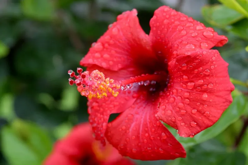 Brilliant Hibiscus (Hibiscus Rosa-Sinensis 'Brilliant') — With its dazzling red flowers; or even container-grown for patios and balconies where space is limited