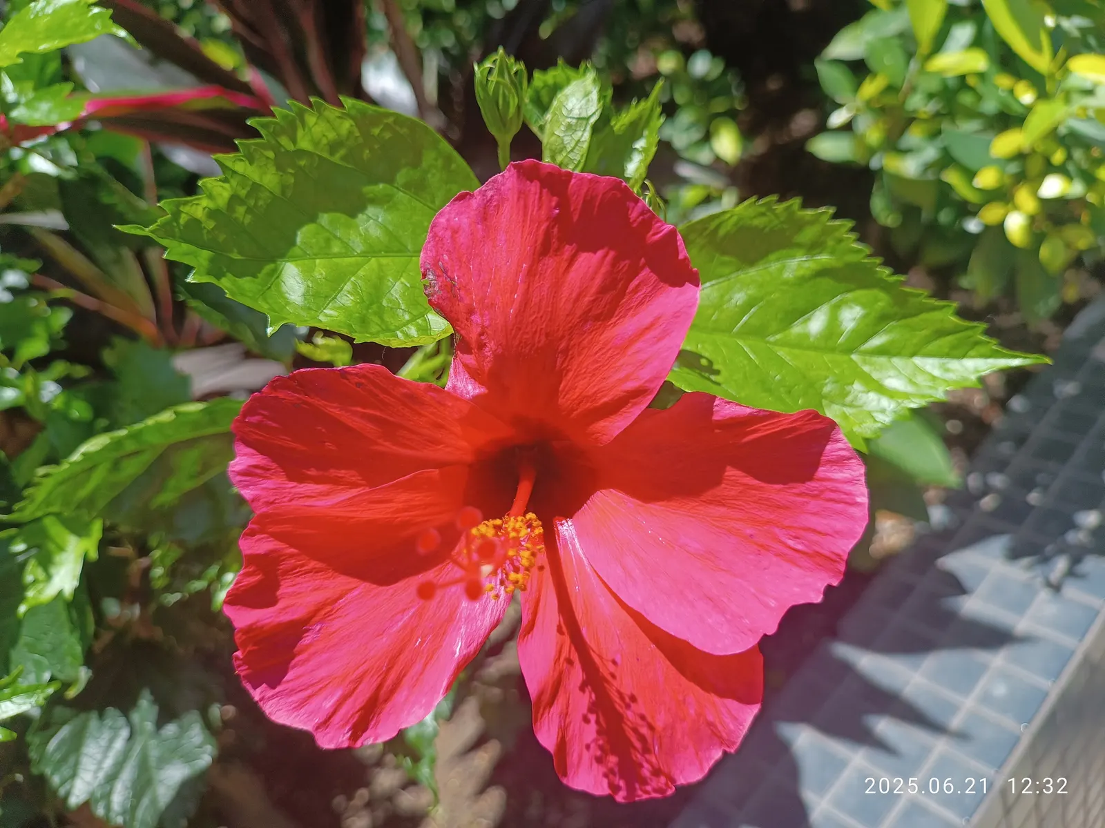 Brilliant Hibiscus (Hibiscus Rosa-Sinensis 'Brilliant') — which can last from spring until fall in the right conditions; creating a striking, image 64