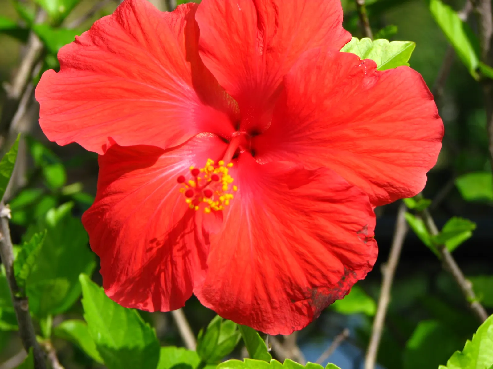 Brilliant Hibiscus (Hibiscus Rosa-Sinensis 'Brilliant') — With its dazzling red flowers; or even container-grown for patios and balconies where, image 75
