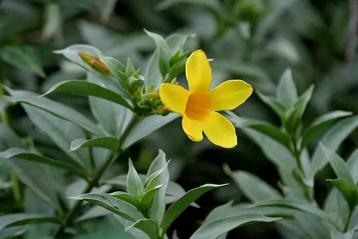 Golden Trumpet, Allamanda (Allamanda Cathartica) — Regular pruning - not only to shape but also to control its spread - is recommended; which can, image 120