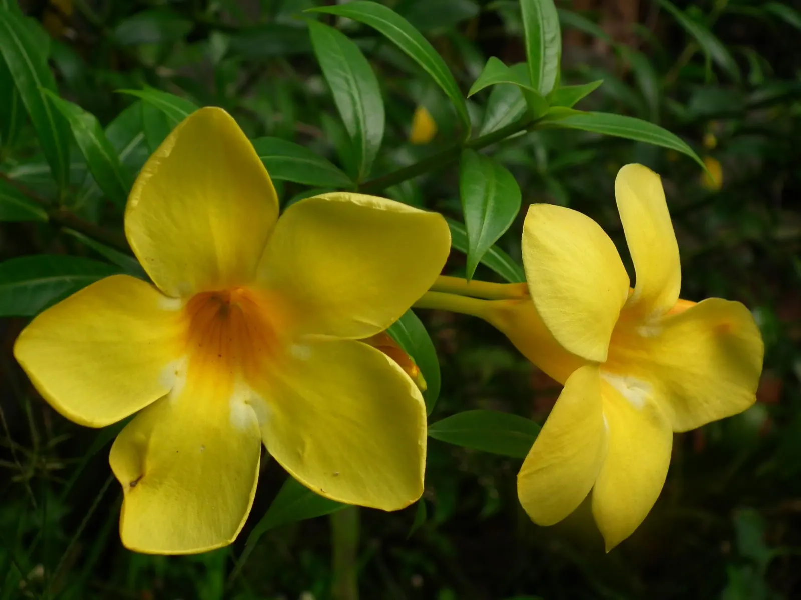 Golden Trumpet, Allamanda (Allamanda Cathartica) — It showcases glossy leaves and stunning trumpet-shaped; present a striking contrast against the, image 152