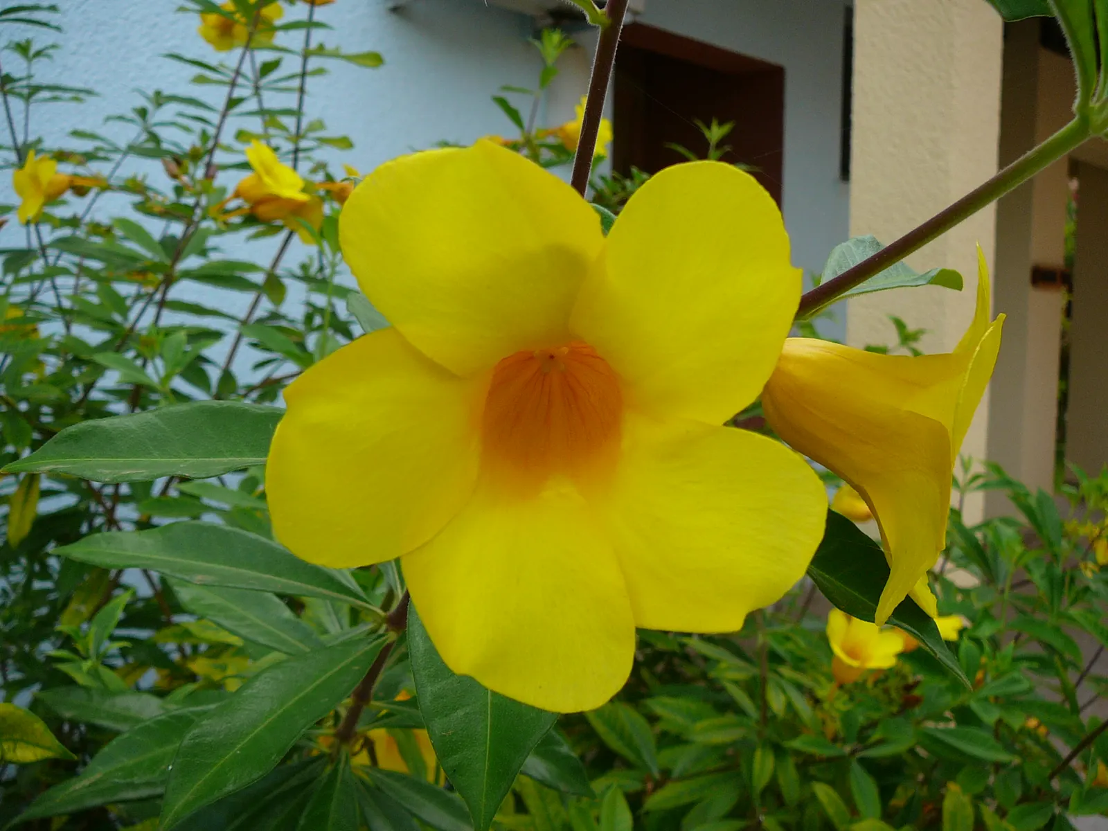 Golden Trumpet, Allamanda (Allamanda Cathartica) — allowing it to form a breathtaking natural tapestry of rich green and gold tones; the Allamanda cathartica