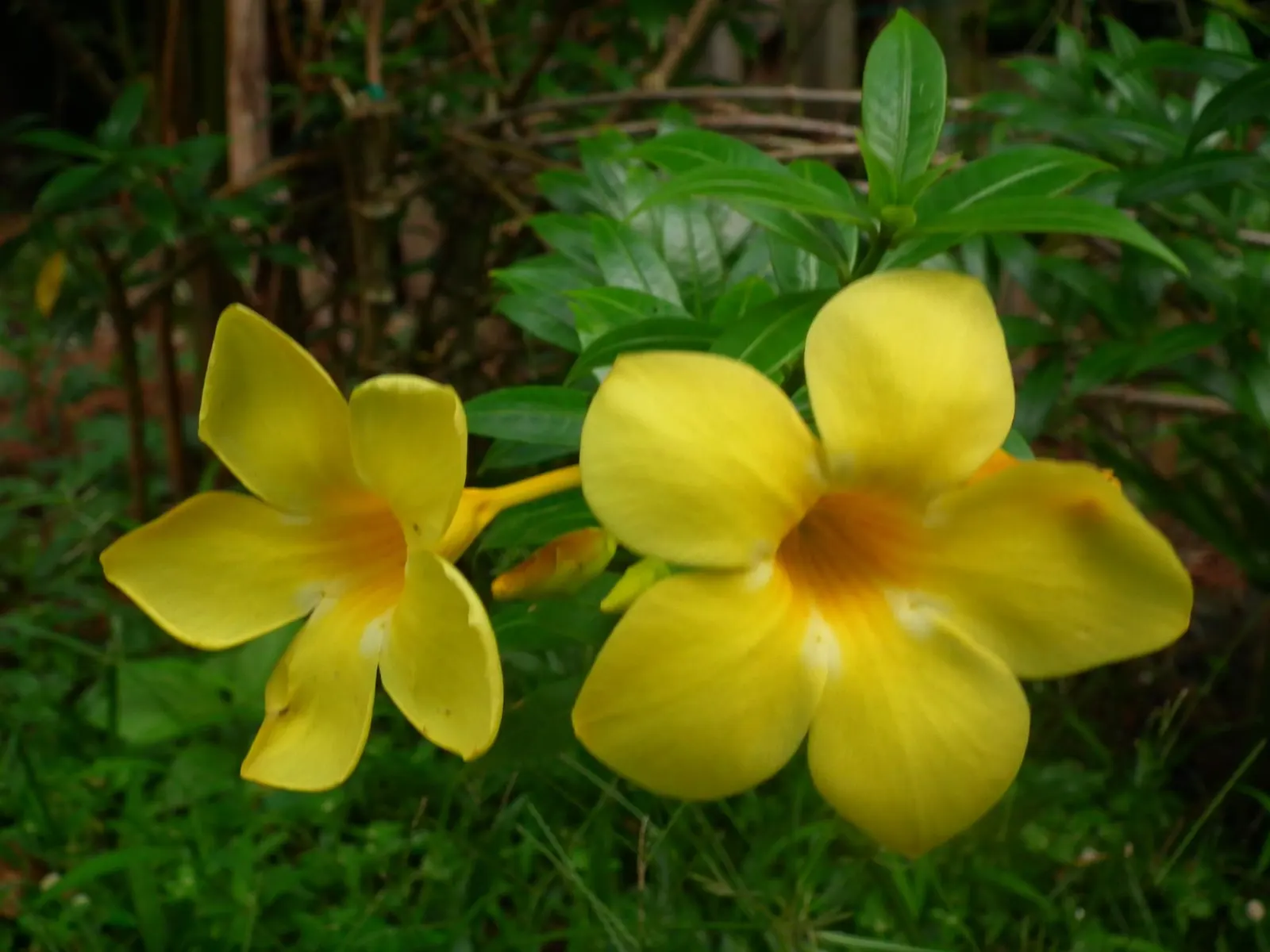 Golden Trumpet, Allamanda (Allamanda Cathartica) — present a striking contrast against the plant's glossy; shrub / vine with yellow blooms, image 111