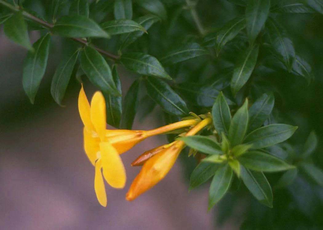 Golden Trumpet, Allamanda (Allamanda Cathartica) — allowing it to form a breathtaking natural tapestry of rich green and gold tones; the Allamanda, image 122