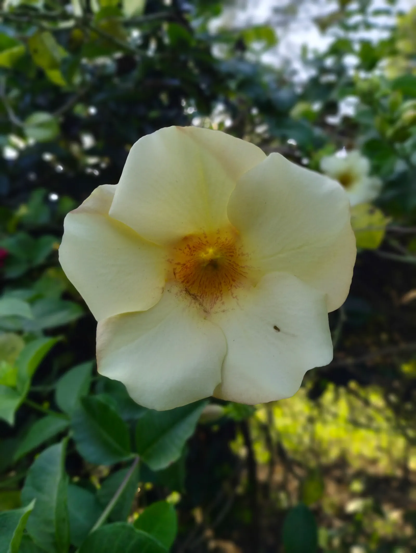 Golden Trumpet, Allamanda (Allamanda Cathartica) — It showcases glossy leaves and stunning trumpet-shaped; present a striking contrast against the, image 77