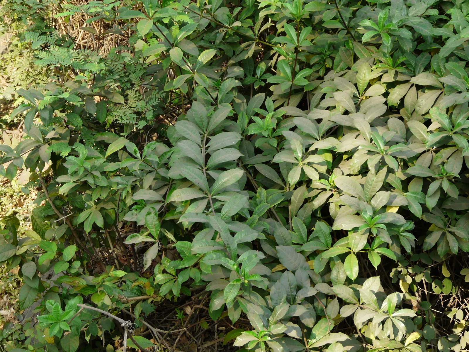 Golden Trumpet, Allamanda (Allamanda Cathartica) — it is important to note that Allamanda cathartica contains compounds that are toxic if ingested, image 119