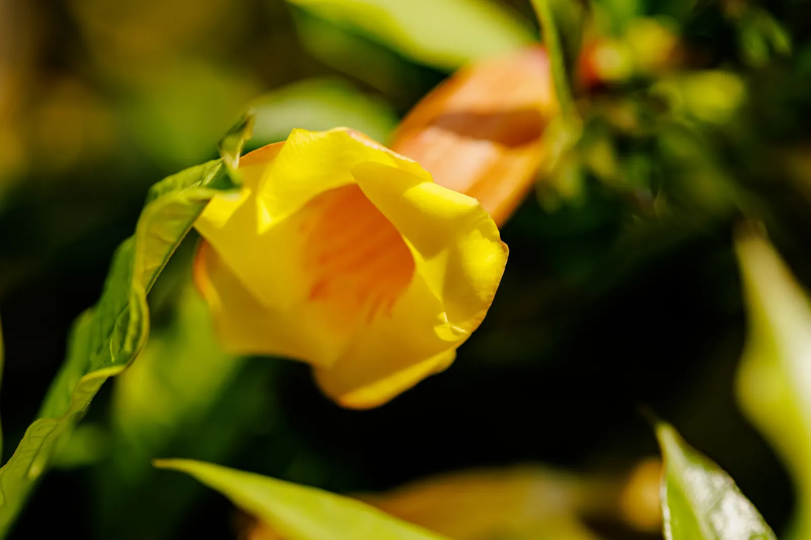 Golden Trumpet, Allamanda (Allamanda Cathartica) — The Allamanda cathartica, commonly known as the Golden Trumpet, is a vibrant, evergreen climber, image 151