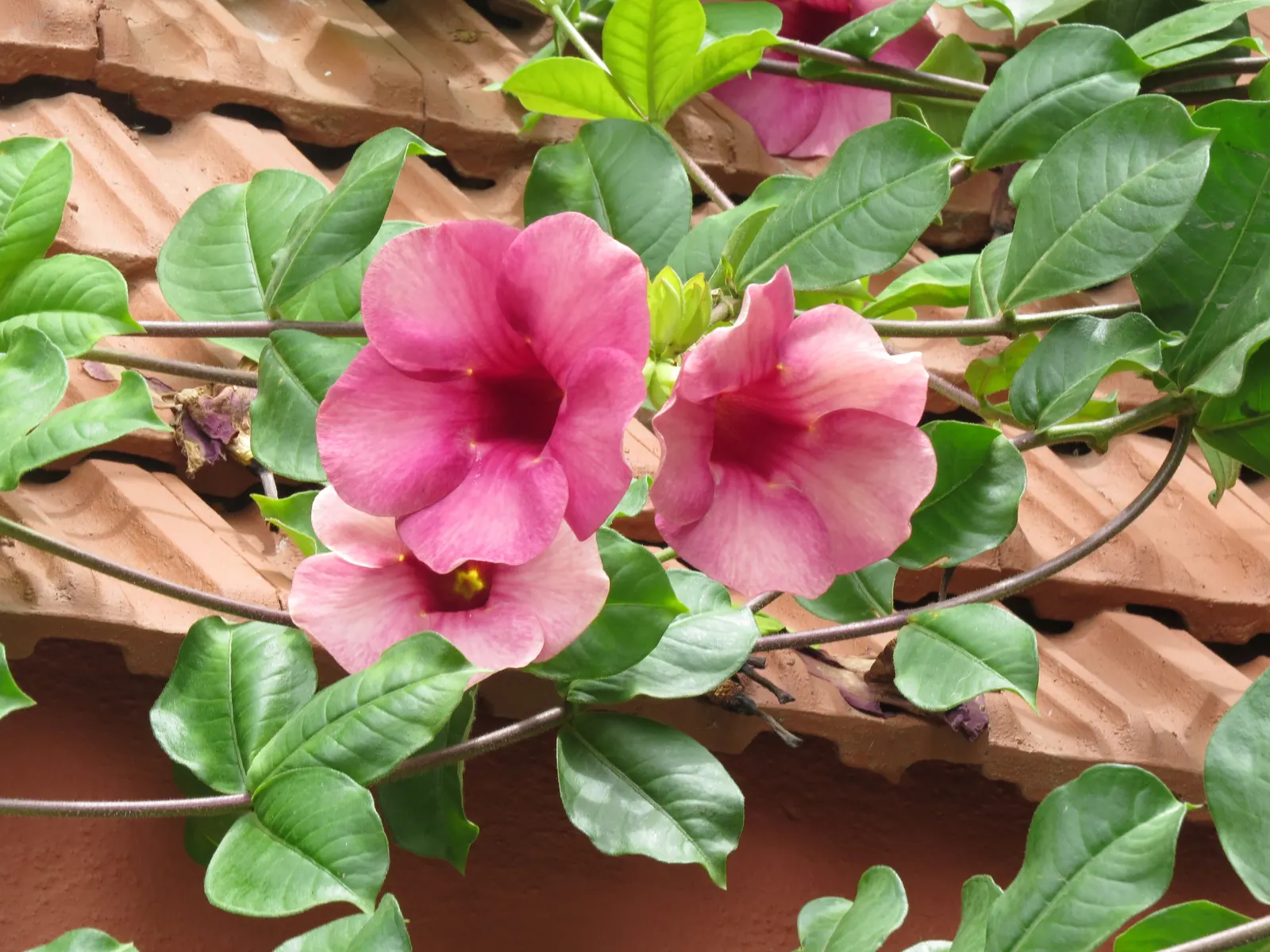 Golden Trumpet, Allamanda (Allamanda Cathartica) — this evergreen climber thrives in USDA zones 9 to 11 and is renowned for its proliferation of, image 109