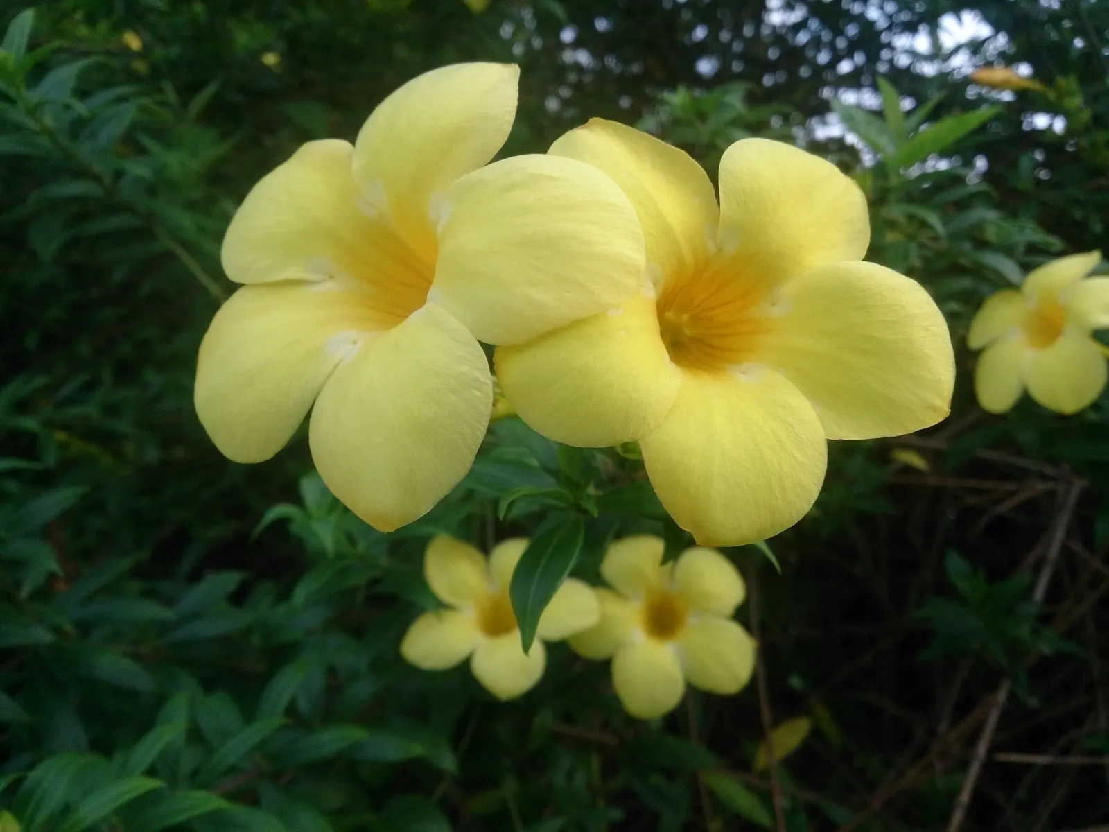 Golden Trumpet, Allamanda (Allamanda Cathartica) — commonly referred to as the Golden Trumpet; the Golden Trumpet is ideal for covering trellises, image 82