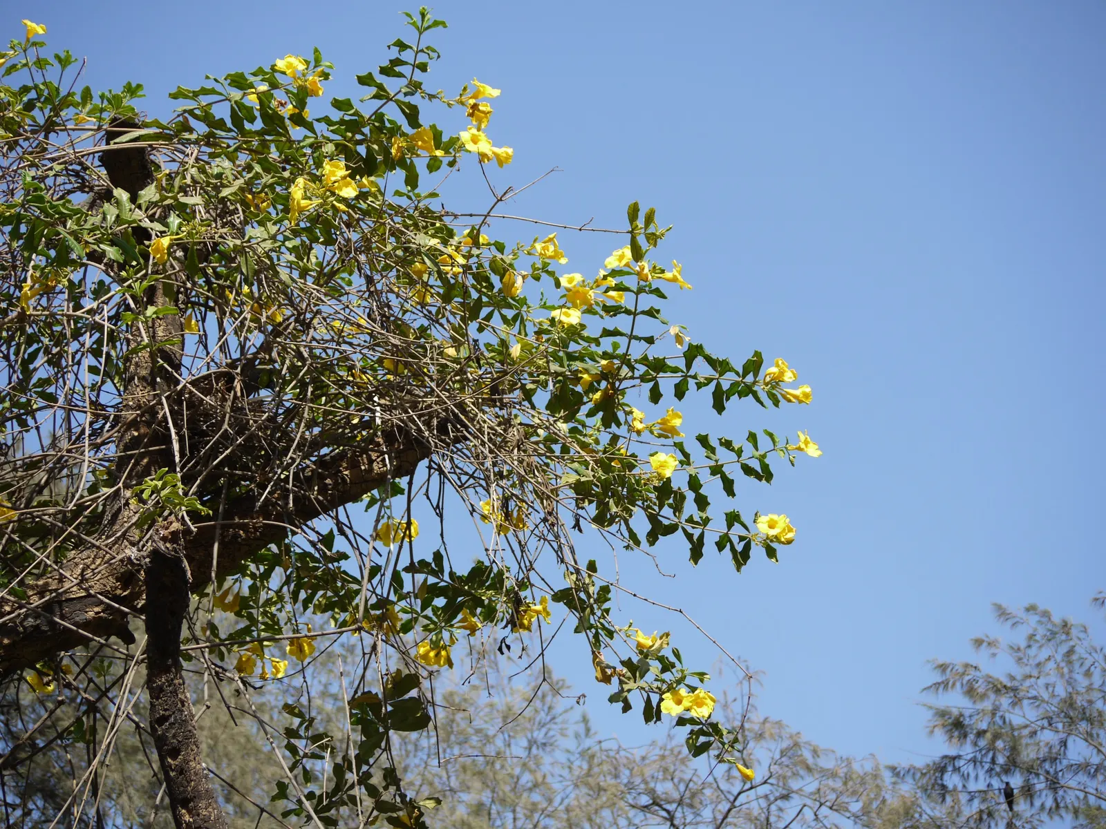 Golden Trumpet, Allamanda (Allamanda Cathartica) — shrub / vine with yellow blooms; it requires a minimum of 6 hours of sunlight daily, image 99