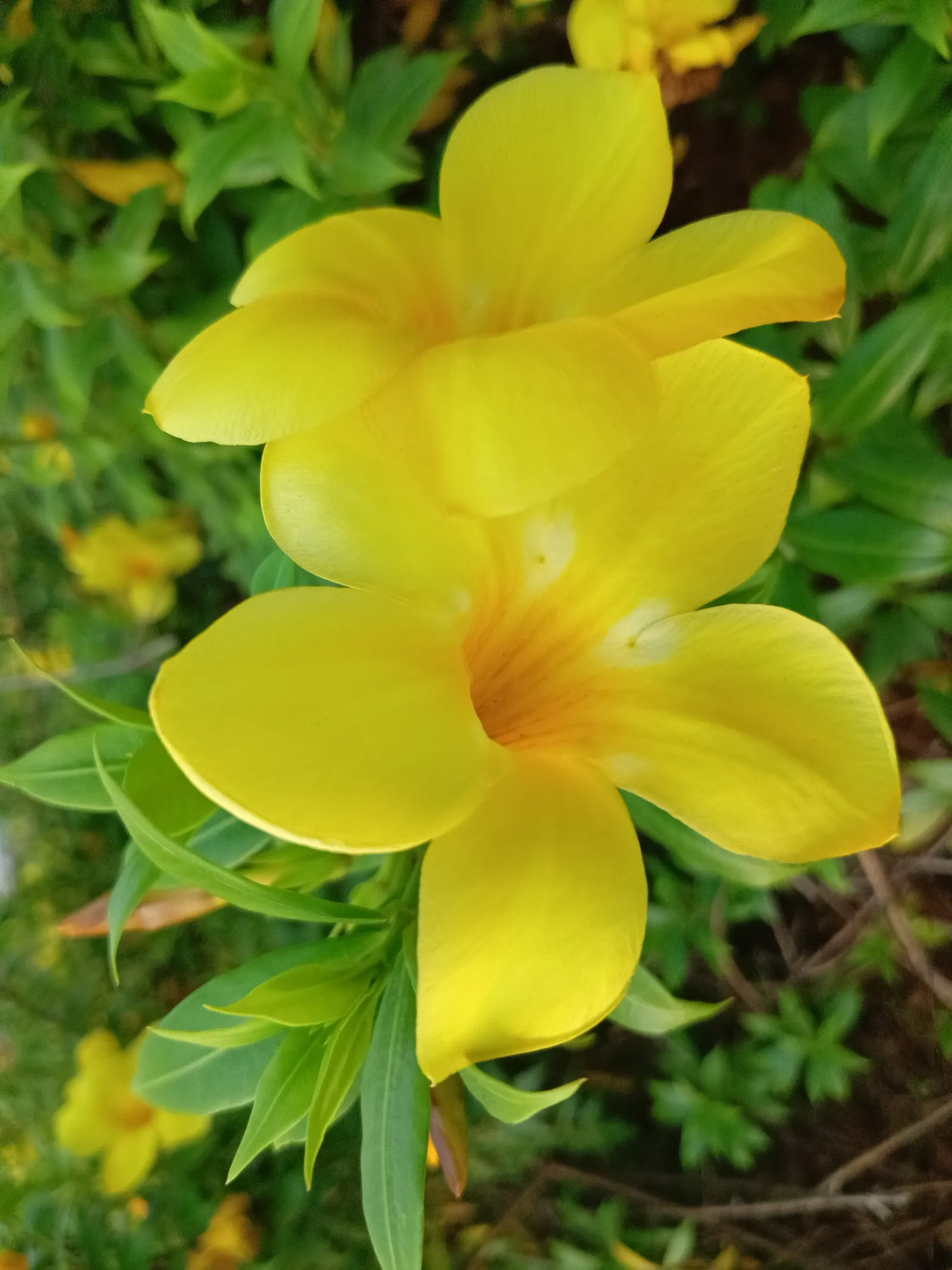 Golden Trumpet, Allamanda (Allamanda Cathartica) — measuring up to 5 inches in diameter; and maintained at a mildly acidic to neutral pH, image 160