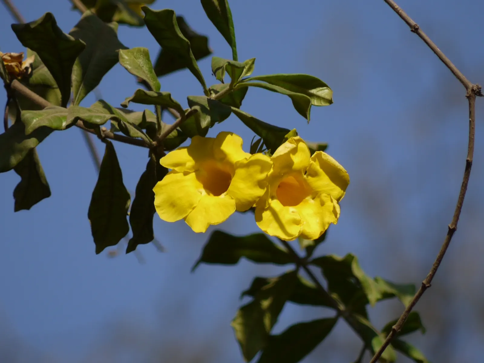 Golden Trumpet, Allamanda (Allamanda Cathartica) — it requires a minimum of 6 hours of sunlight daily; it showcases glossy leaves and stunning, image 140