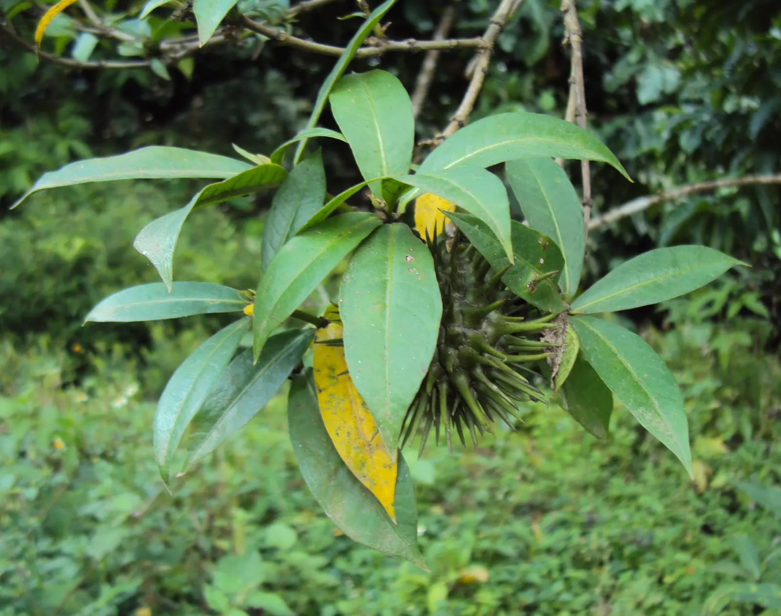 Golden Trumpet, Allamanda (Allamanda Cathartica) — it requires a minimum of 6 hours of sunlight daily; it showcases glossy leaves and stunning trumpet-shaped