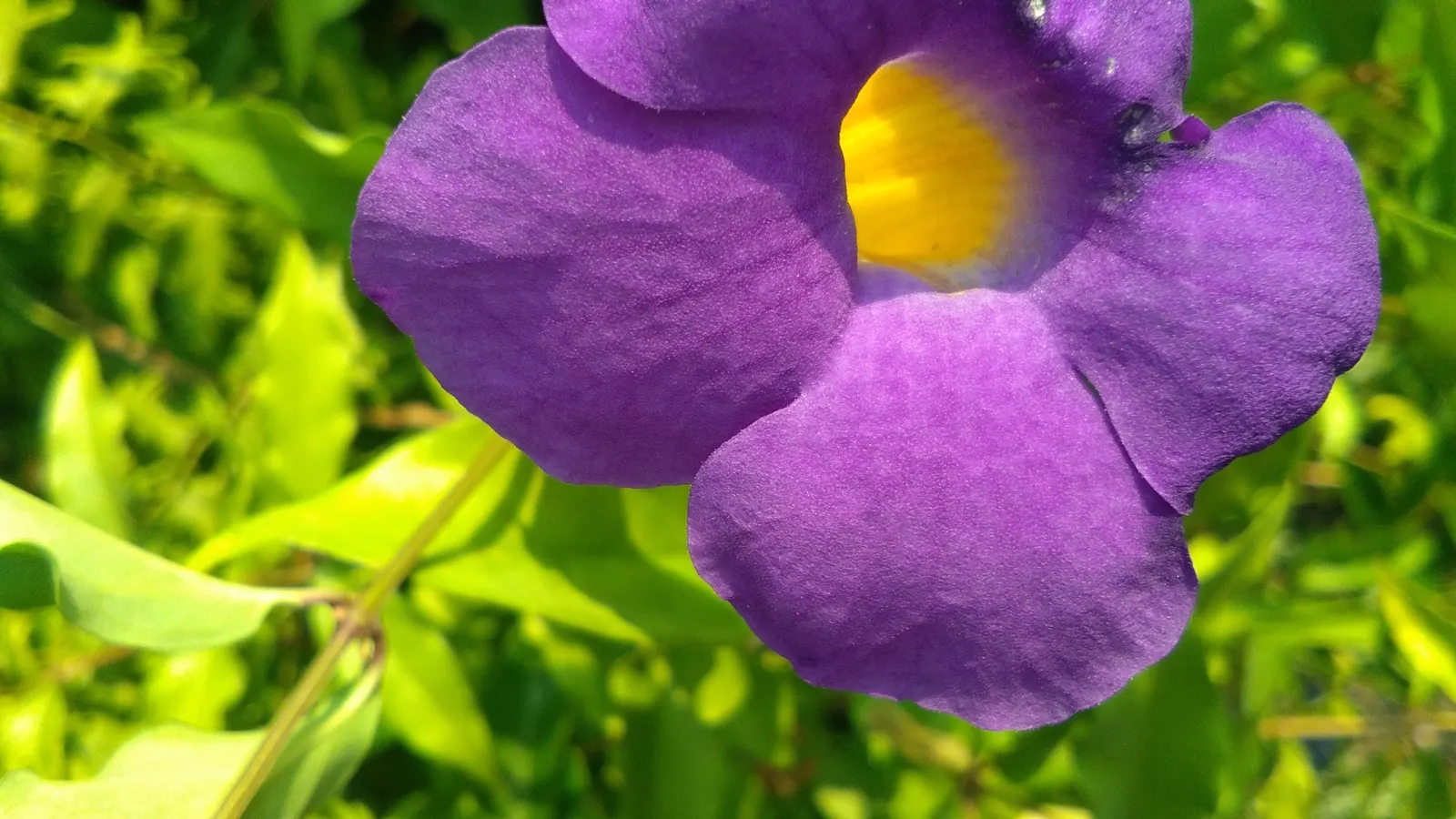 Golden Trumpet, Allamanda (Allamanda Cathartica) — but care must be taken to avoid waterlogged conditions; yellow flowers in the garden