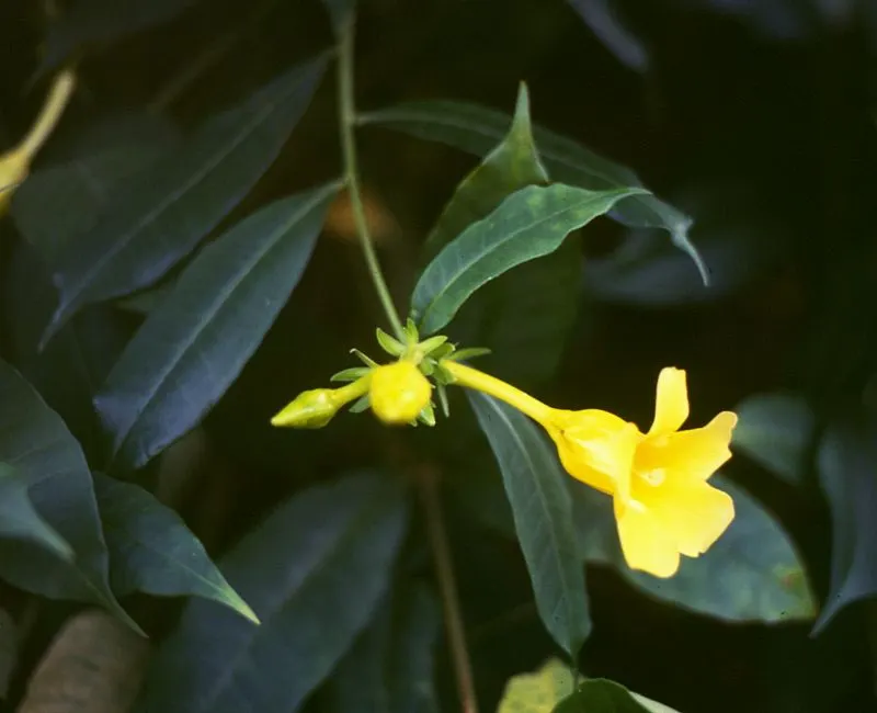 Golden Trumpet, Allamanda (Allamanda Cathartica) — Thriving in USDA zones 9-11, it prefers full sun and well-draining soil, reaching heights of, image 154