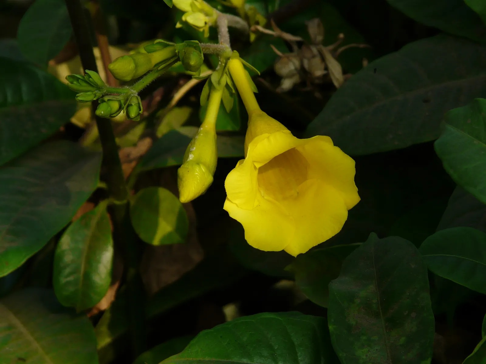 Golden Trumpet, Allamanda (Allamanda Cathartica) — present a striking contrast against the plant's glossy; shrub / vine with yellow blooms, image 161
