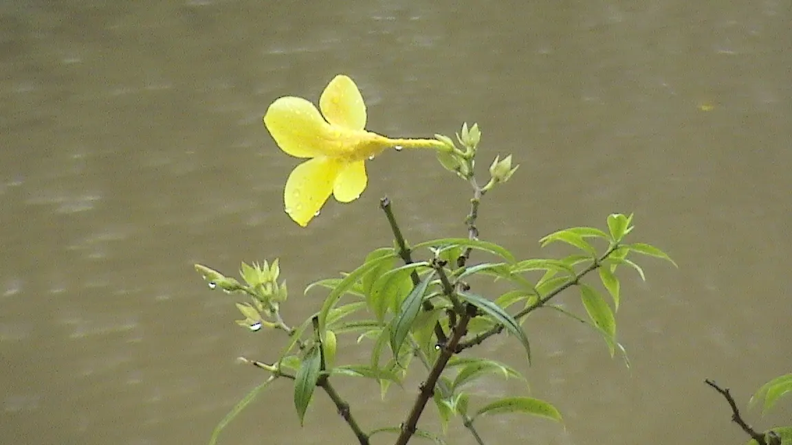 Golden Trumpet, Allamanda (Allamanda Cathartica) — tropical plant that offers a stunning visual display for any landscape design; golden-yellow flowers