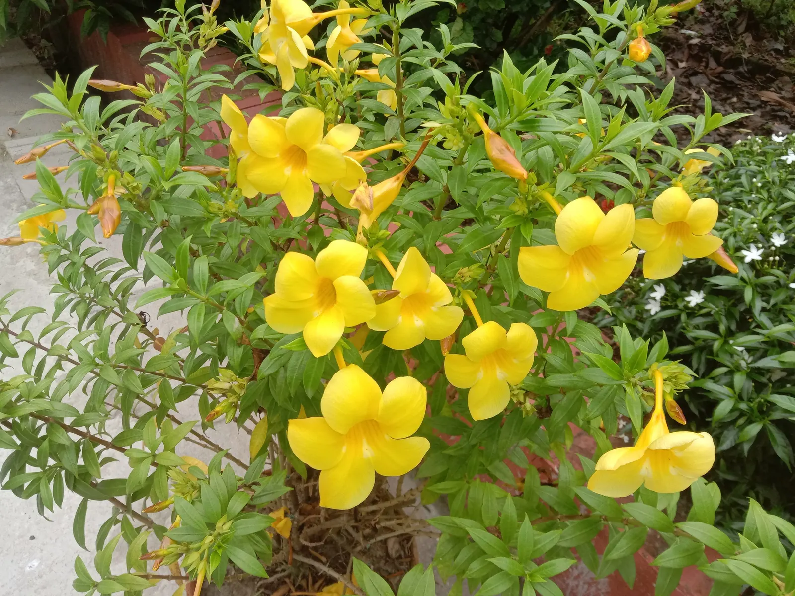 Golden Trumpet, Allamanda (Allamanda Cathartica) — and maintained at a mildly acidic to neutral pH level.<br><br>Frequent watering is necessary, image 92