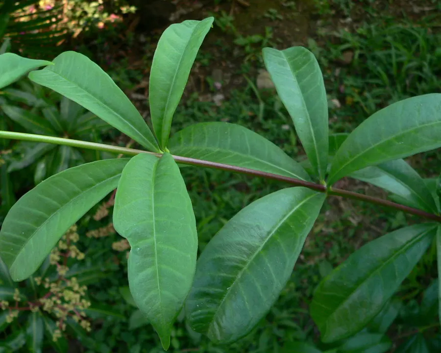 Golden Trumpet, Allamanda (Allamanda Cathartica) — Regular pruning maintains shape, and caution is advised as sap may cause skin irritation, image 130