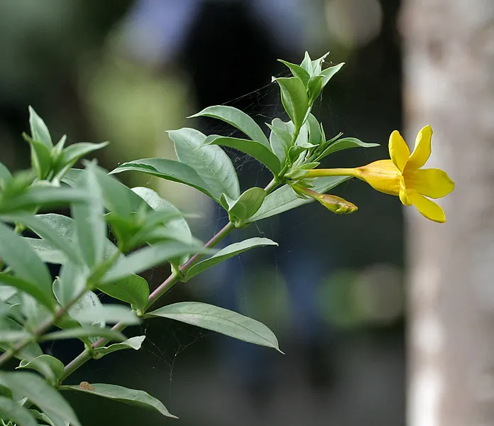 Golden Trumpet, Allamanda (Allamanda Cathartica) — The Allamanda cathartica, commonly known as the Golden Trumpet, is a vibrant, evergreen climber, image 126
