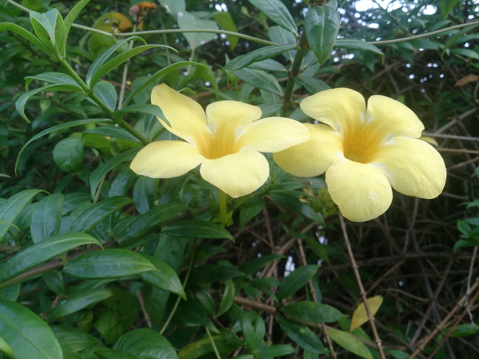 Golden Trumpet, Allamanda (Allamanda Cathartica) — it is important to note that Allamanda cathartica contains compounds that are toxic if ingested, image 69