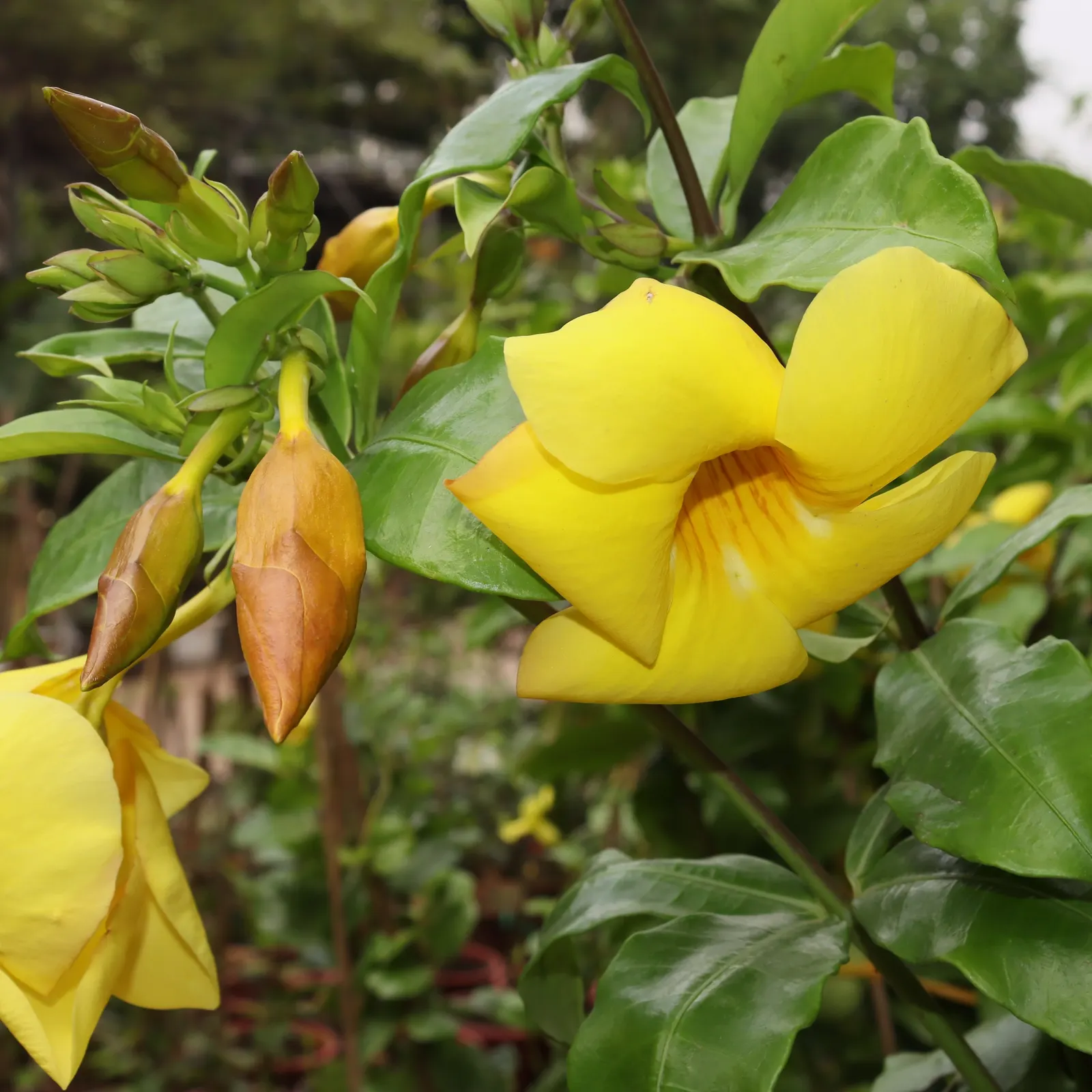 Golden Trumpet, Allamanda (Allamanda Cathartica) — but care must be taken to avoid waterlogged conditions; yellow flowers in the garden, image 118