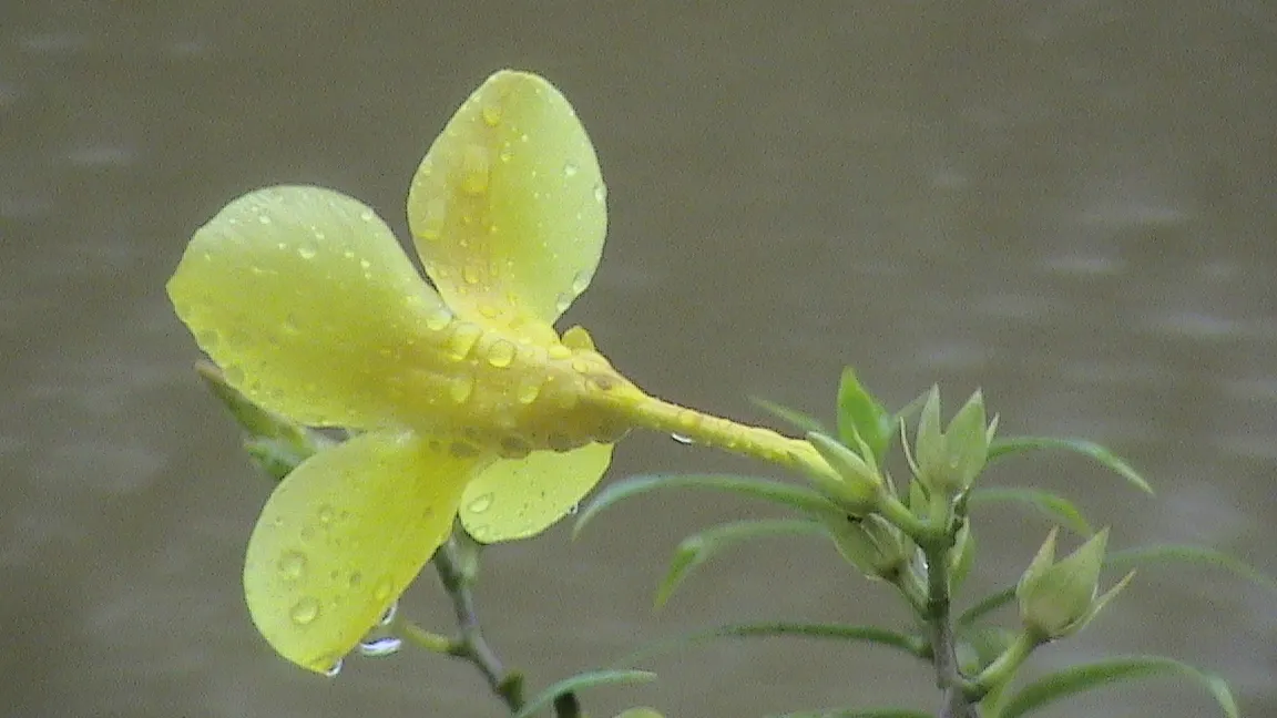 Golden Trumpet, Allamanda (Allamanda Cathartica) — yellow flowers in the garden; tropical plant that offers a stunning visual display for any, image 148