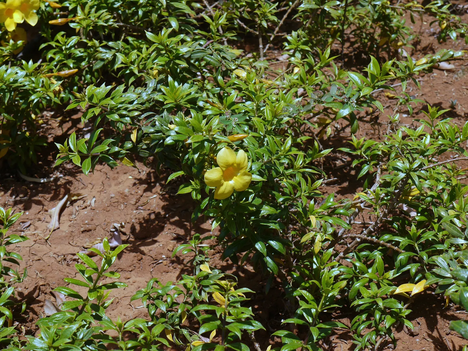 Golden Trumpet, Allamanda (Allamanda Cathartica) — Thriving in USDA zones 9-11, it prefers full sun and well-draining soil, reaching heights of, image 79