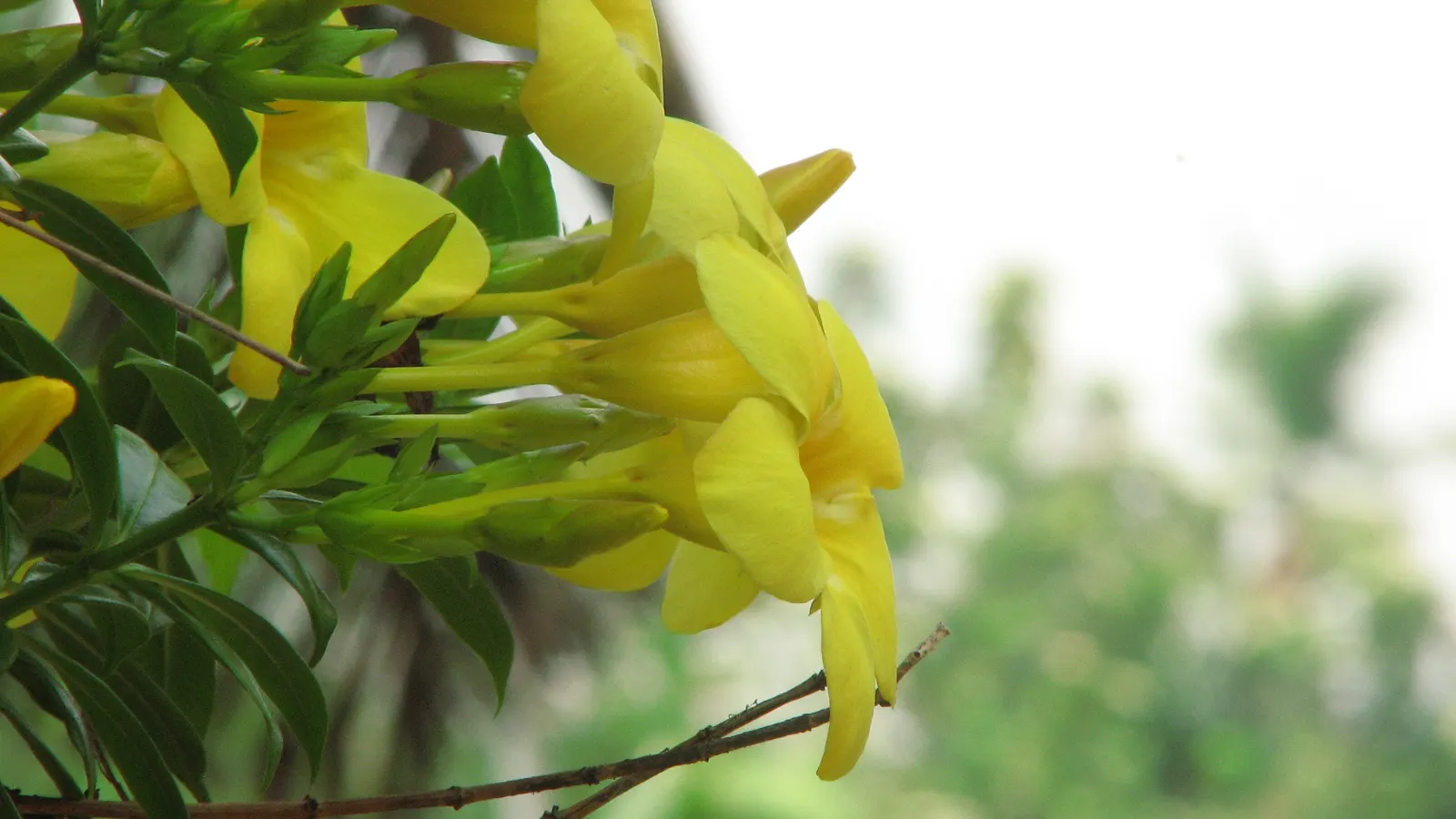 Golden Trumpet, Allamanda (Allamanda Cathartica) — It showcases glossy leaves and stunning trumpet-shaped
