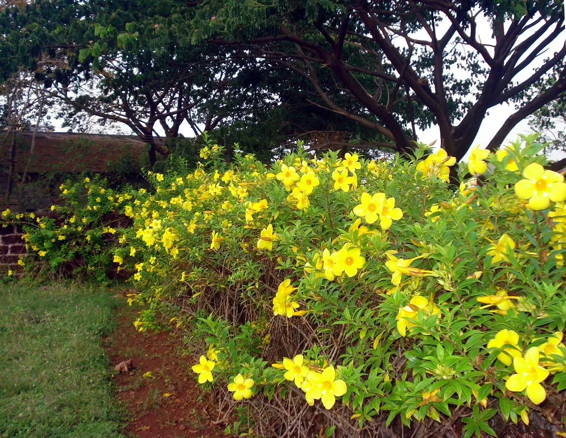 Golden Trumpet, Allamanda (Allamanda Cathartica) — but care must be taken to avoid waterlogged conditions; yellow flowers in the garden, image 68
