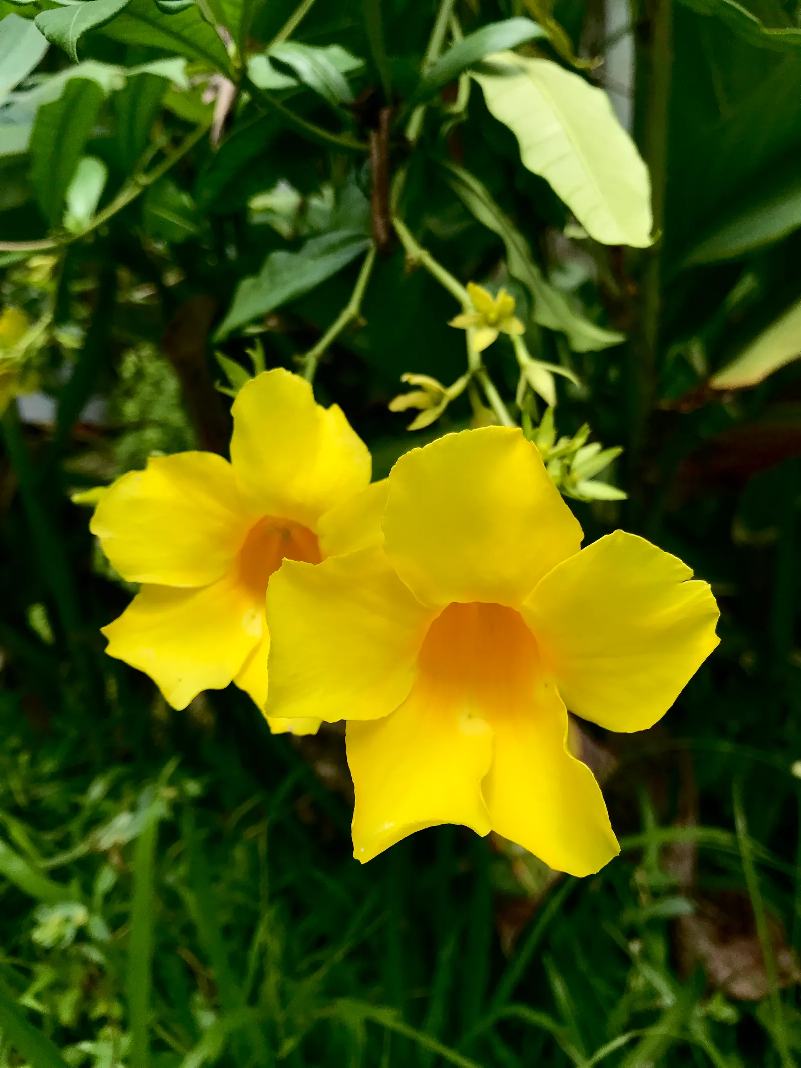 Golden Trumpet, Allamanda (Allamanda Cathartica) — with a spread of 3 to 4 feet if well-maintained; regular pruning - not only to shape but also to control its