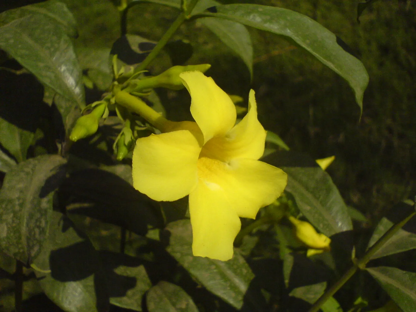 Golden Trumpet, Allamanda (Allamanda Cathartica) — allowing it to form a breathtaking natural tapestry of rich green and gold tones; the Allamanda, image 72