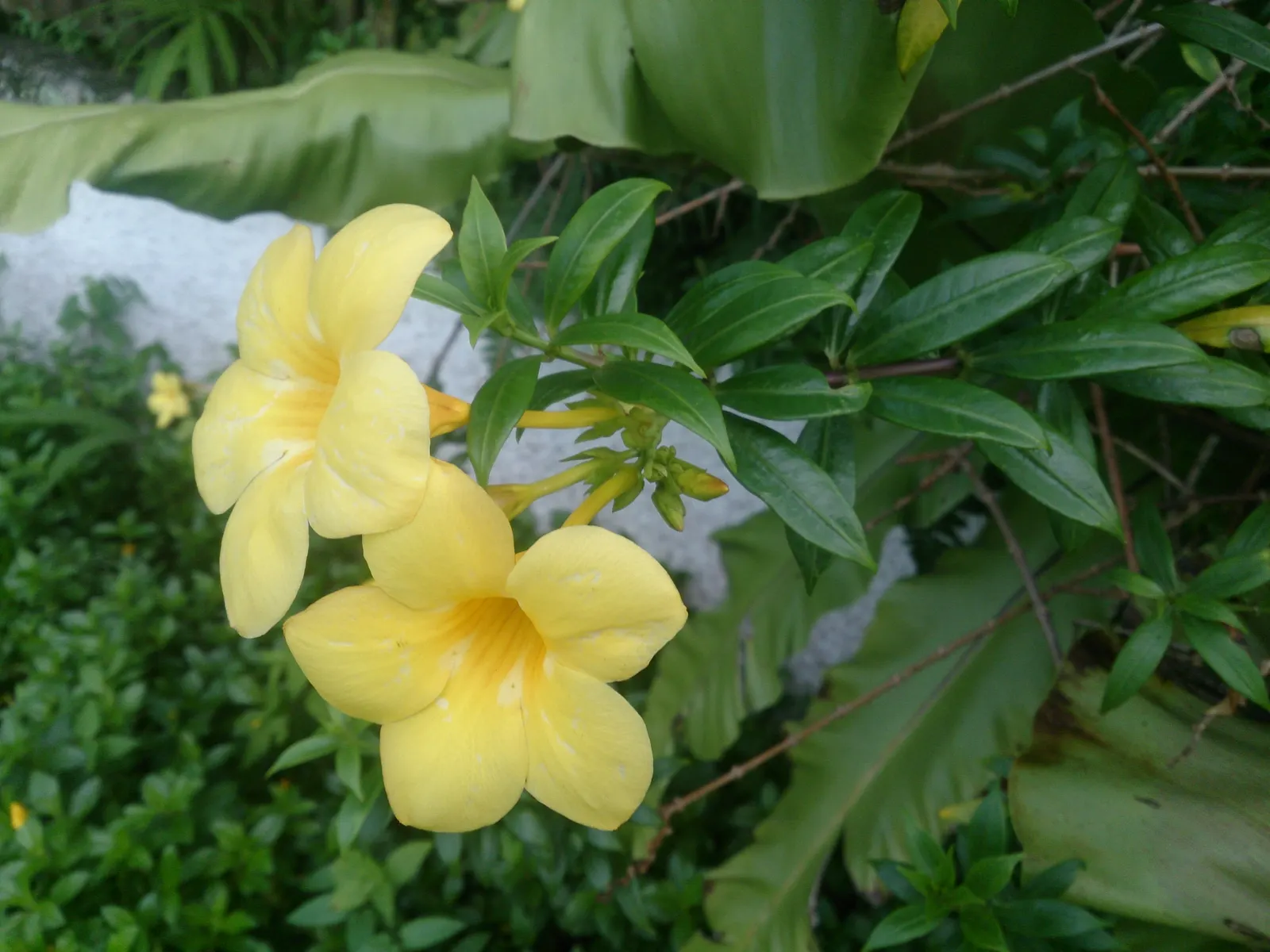 Golden Trumpet, Allamanda (Allamanda Cathartica) — measuring up to 5 inches in diameter; and maintained at a mildly acidic to neutral pH, image 60