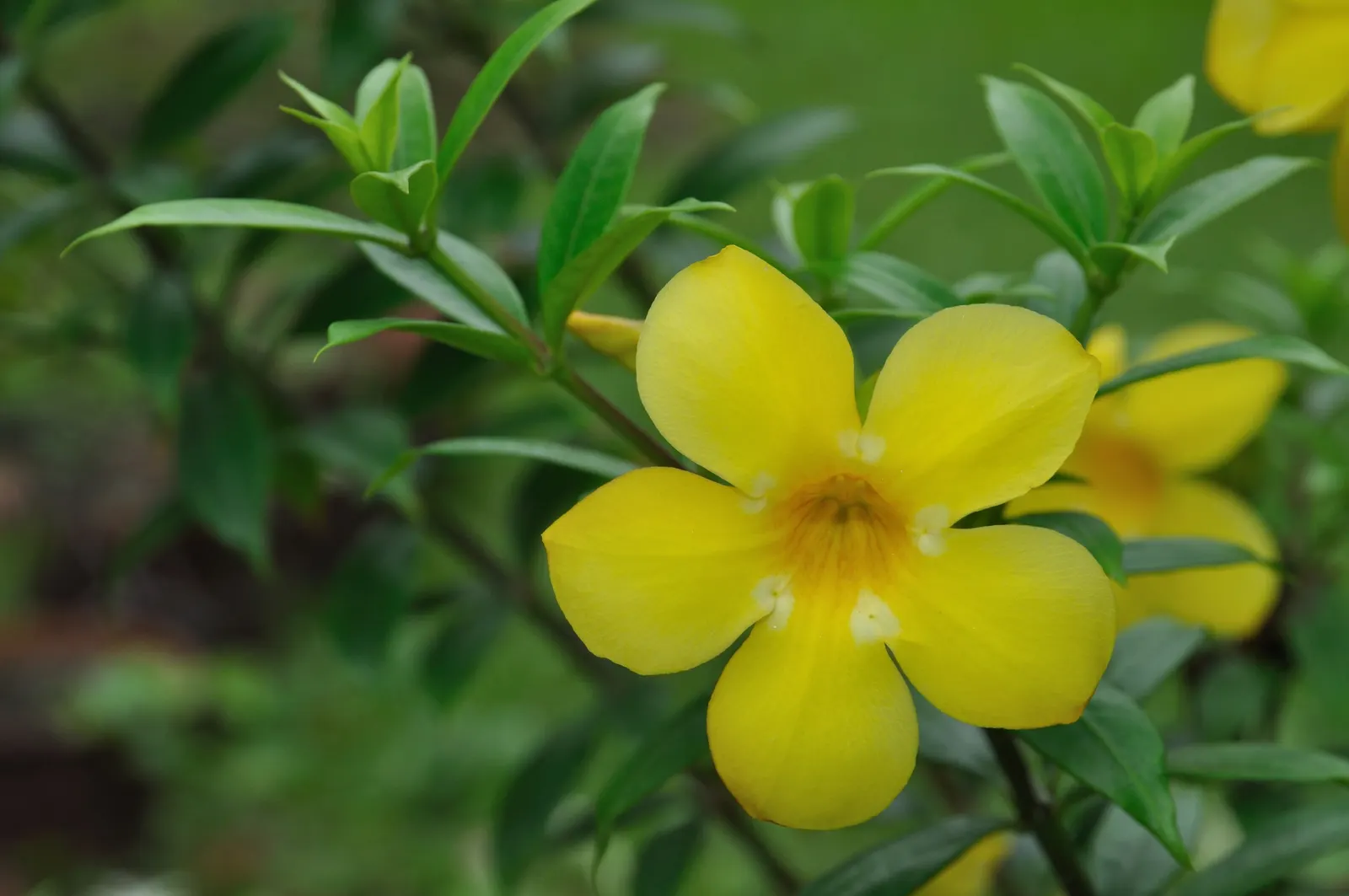 Golden Trumpet, Allamanda (Allamanda Cathartica) — commonly referred to as the Golden Trumpet; the Golden Trumpet is ideal for covering trellises or fences