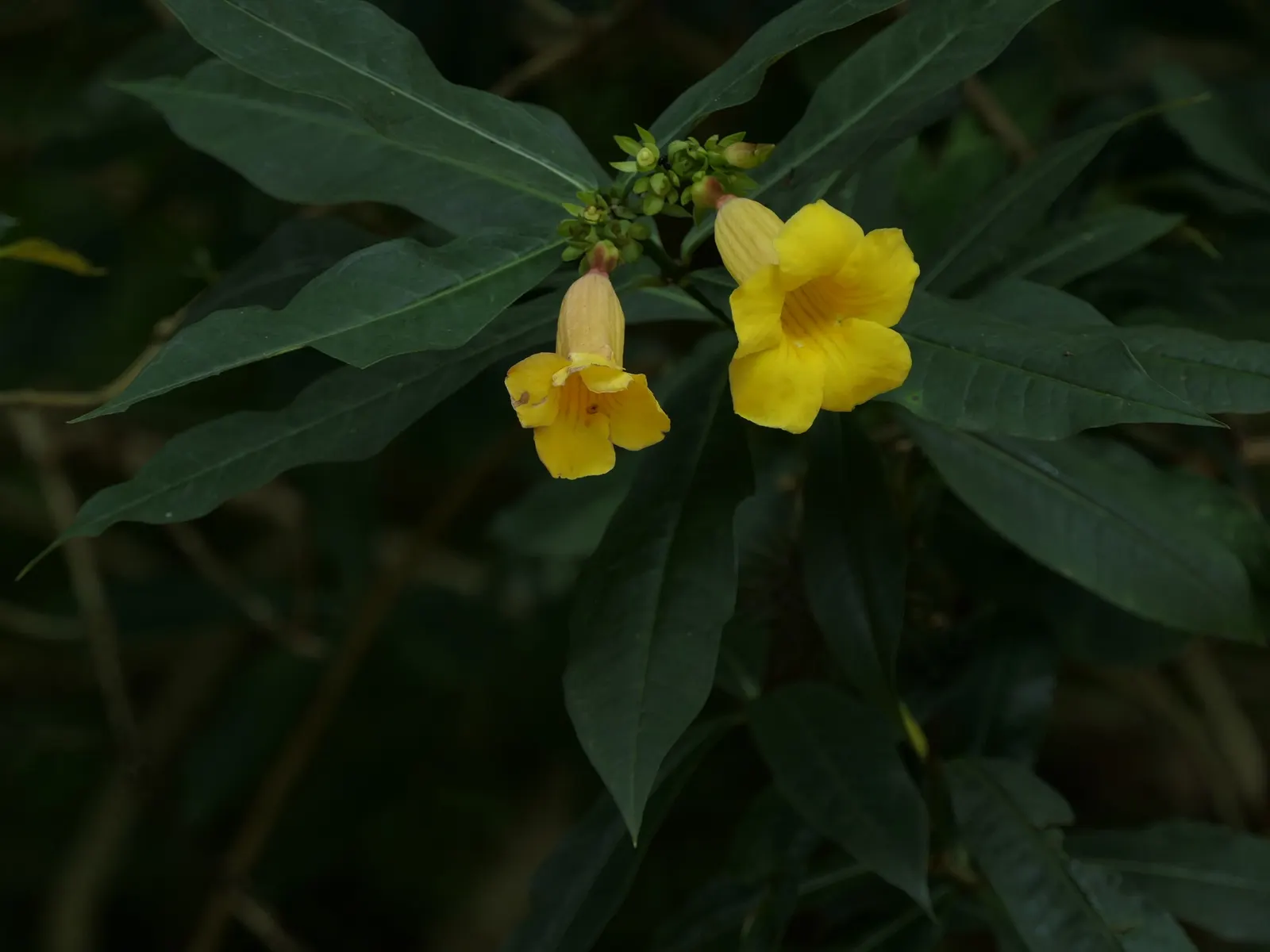 Golden Trumpet, Allamanda (Allamanda Cathartica) — measuring up to 5 inches in diameter