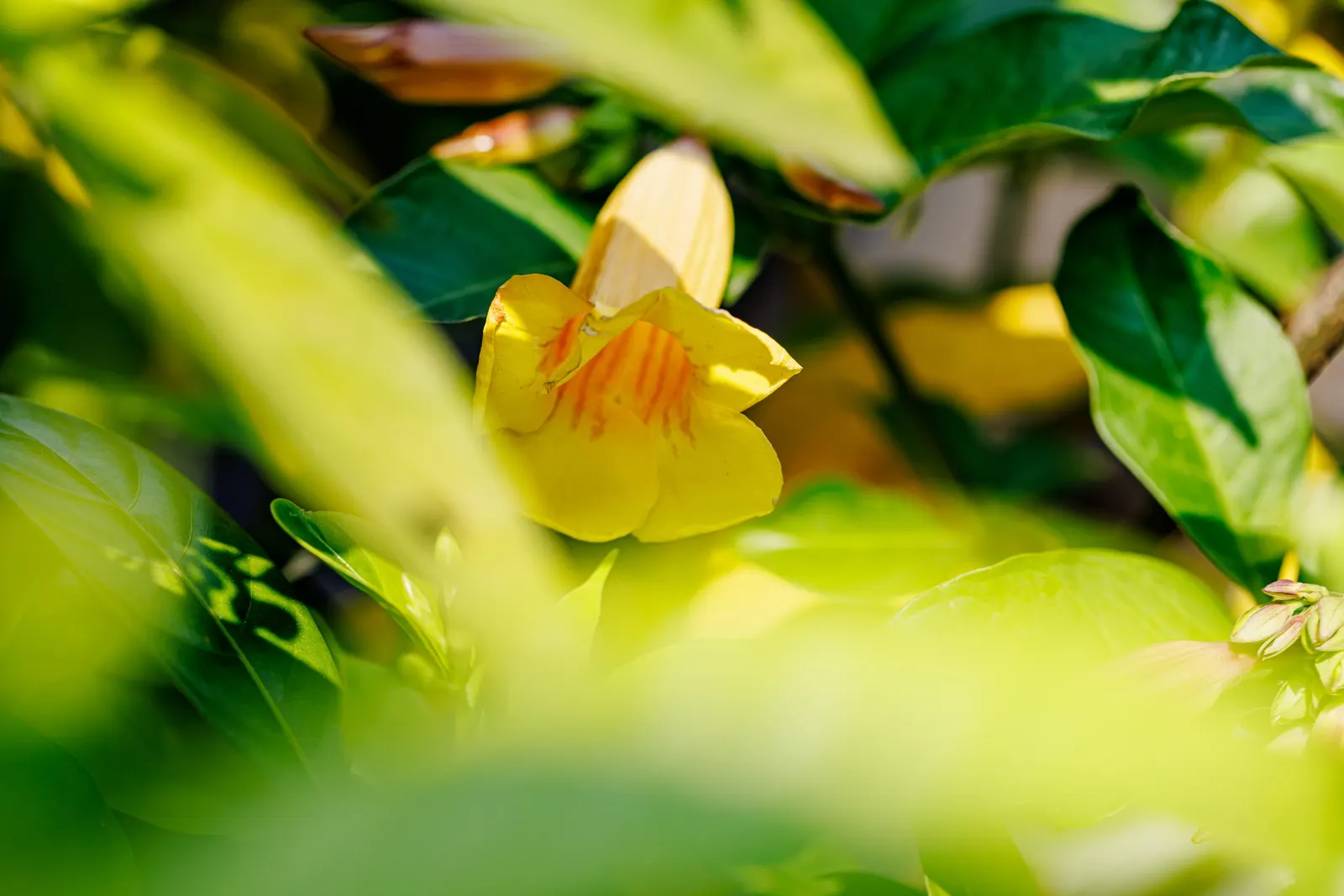 Golden Trumpet, Allamanda (Allamanda Cathartica) — the Golden Trumpet is ideal for covering trellises or fences; it is important to note that, image 71