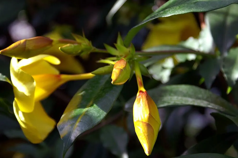 Golden Trumpet, Allamanda (Allamanda Cathartica) — which can grow up to 6 inches long.<br><br>Given its vigorous growth habits; adds a lush, image 137