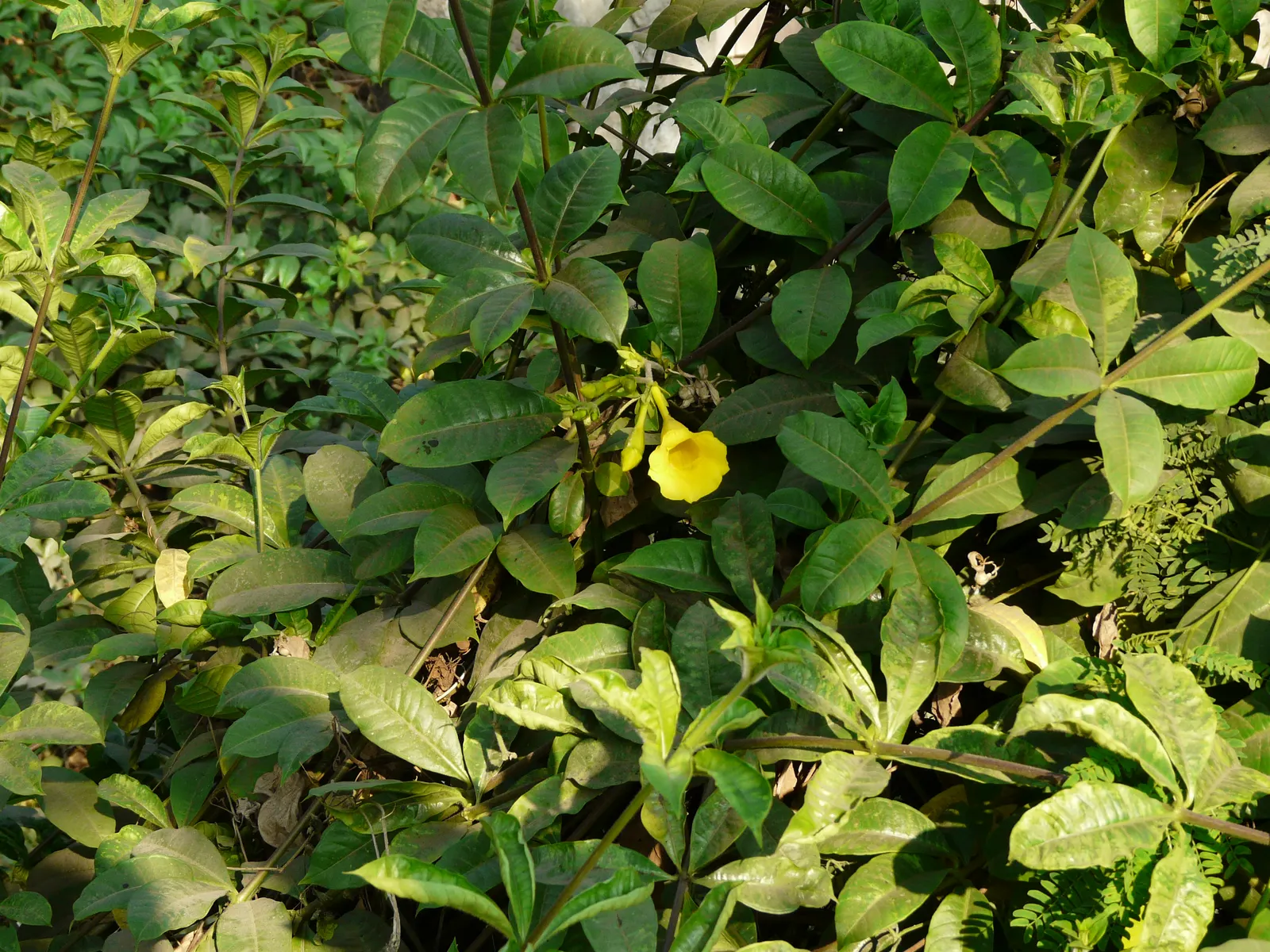 Golden Trumpet, Allamanda (Allamanda Cathartica) — with a spread of 3 to 4 feet if well-maintained; regular pruning - not only to shape but also to, image 139