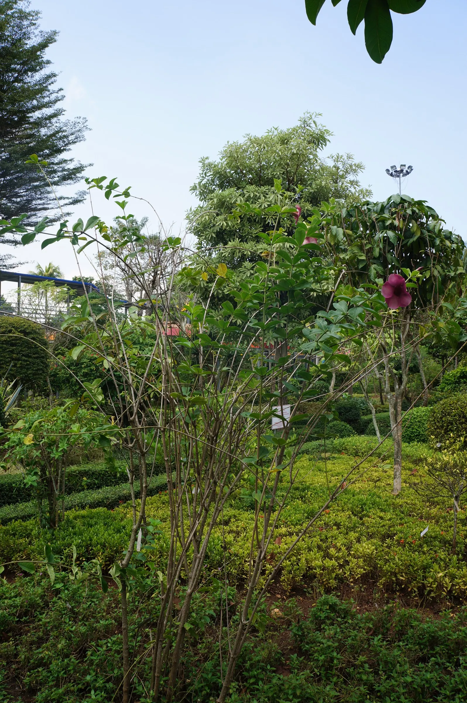 Golden Trumpet, Allamanda (Allamanda Cathartica) — with a spread of 3 to 4 feet if well-maintained; regular pruning - not only to shape but also to, image 164
