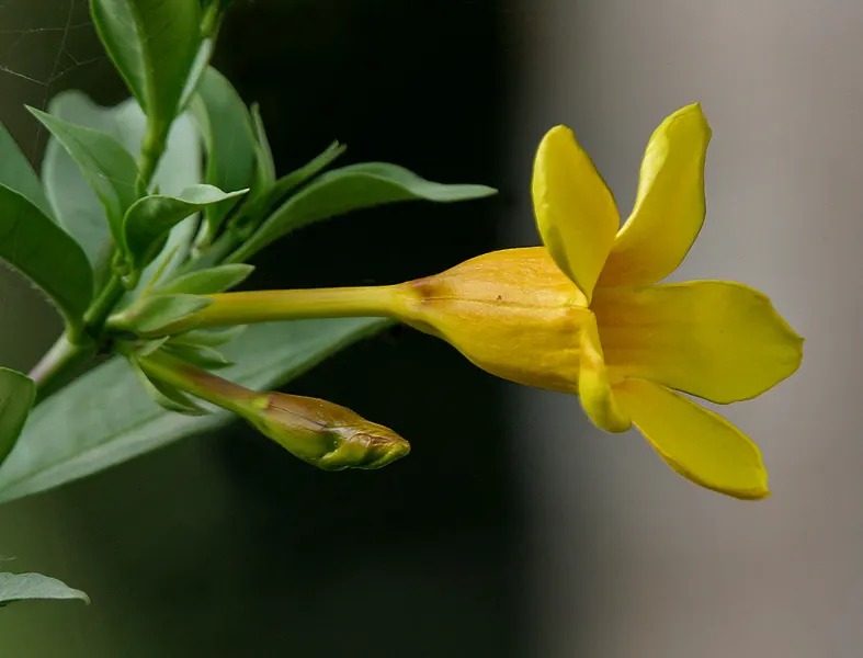 Golden Trumpet, Allamanda (Allamanda Cathartica) — yellow flowers in the garden; tropical plant that offers a stunning visual display for any, image 98