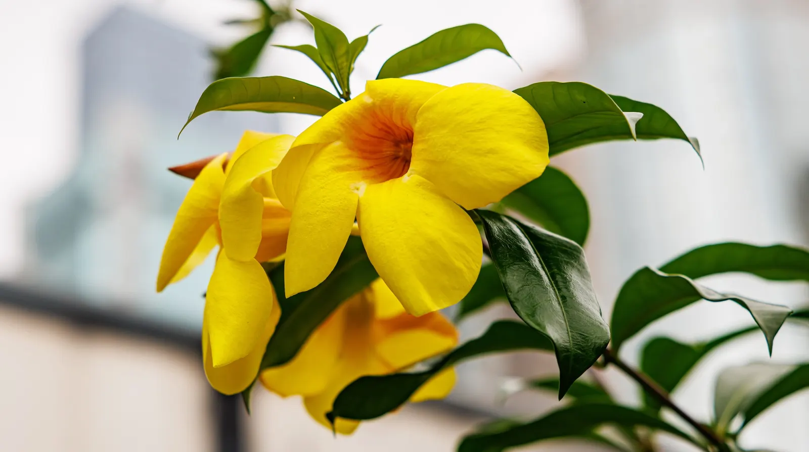 Golden Trumpet, Allamanda (Allamanda Cathartica) — it requires a minimum of 6 hours of sunlight daily; it showcases glossy leaves and stunning, image 90